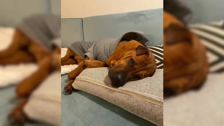 Stray Dog Finds Forever Family After Two Years In Shelters, Now Tucks Into Bed Every Night With Love