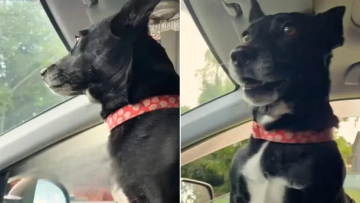 Adopted Corgi Mix Shows Pure Happiness When She Sees Her New Mom!