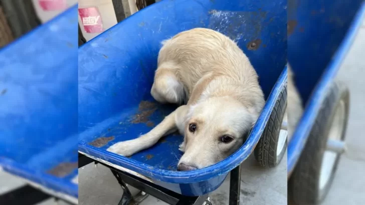 Darla the Golden Retriever Overcomes Fear and Finds Her Forever Home