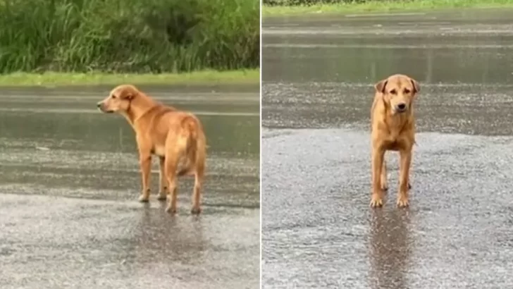 Heartbroken Dog Waits in the Rain for Days, Joyfully Reunites With Family After Viral Post