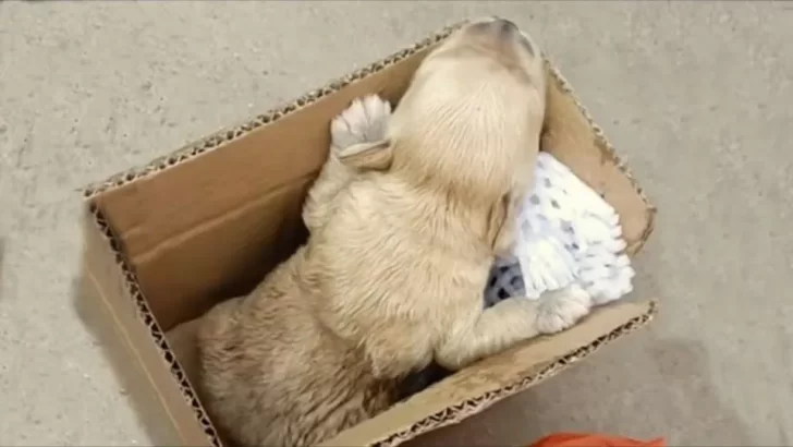 Abandoned Puppy Found in Trash Bag Thrives After Being Rescued by Kind Strangers