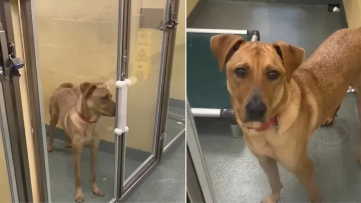 Heartbroken Dog Returned to Shelter Three Times Still Hopes for a Loving Forever Home