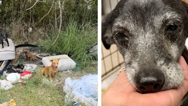 Neglected Dogs Show Their Sweet Nature After Being Rescued