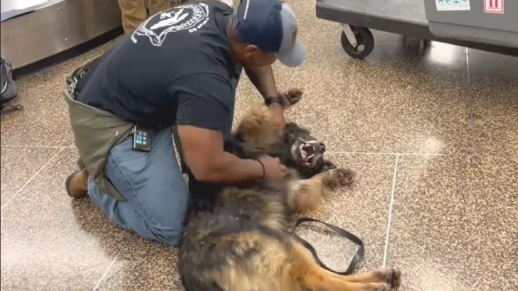 Bady the German Shepherd Finally Gets the Happy Ending He Deserves