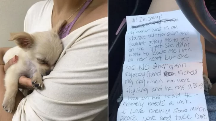 Frightened Chihuahua Rescued and Healed After Being Left Behind