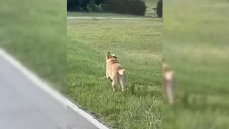 Waylon the Labrador Finds His Home After Running After a Daycare Bus