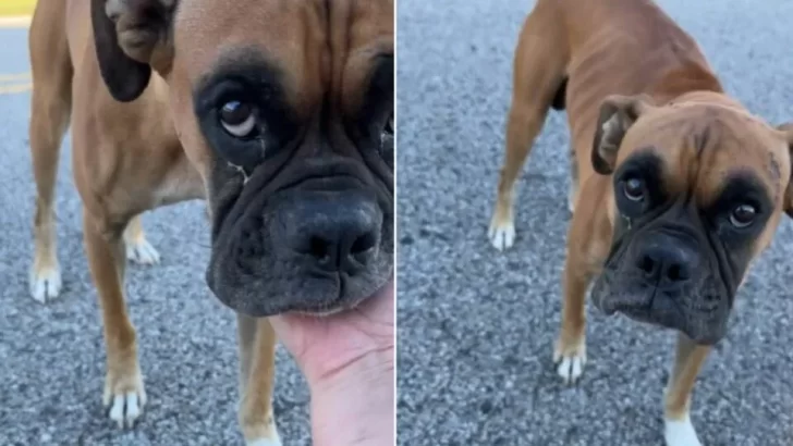 Stray Boxer Dodging Traffic for Days Finally Finds Love and Safety with Rescuers