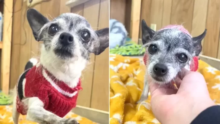 Sweet Senior Chihuahua Heartbroken After Being Returned For Wanting To Snuggle In Bed