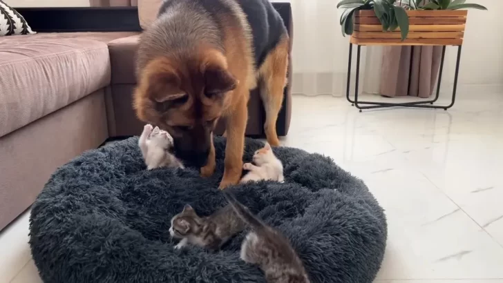 German Shepherd Rocky Finds His Bed Taken Over by Tiny Kitten Siblings – See His Sweet Reaction!