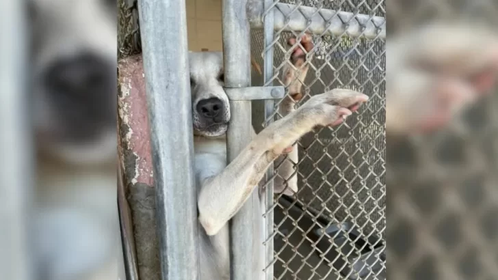 Lancer the Dog Wins Hearts and Finds a Family After Months of Waiting