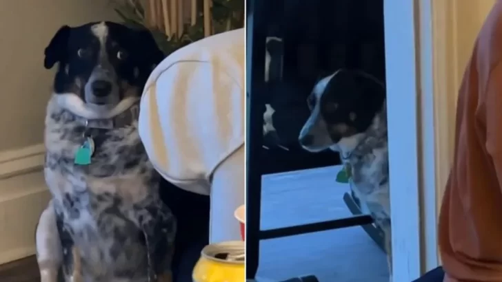 Millie the Introverted Dog Hides Away While Everyone Else Celebrates