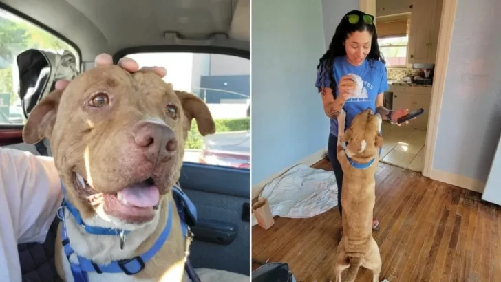 Rango the Sweet Pittie Lab Mix is Ready for His Forever Home