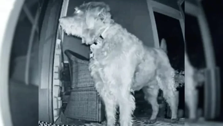 Early Morning Visitor: Dog Brings His Best Friend to Mom's Porch at Dawn