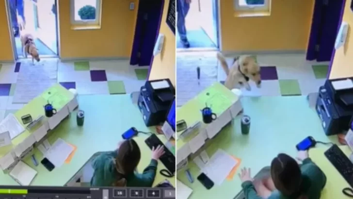 Excited Pup Leaps Over Counter To Greet Her Favorite Daycare Staff