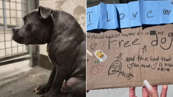 Abandoned Dog With Rare Condition Finds Hope After Being Left At Shelter With A Heartfelt Note