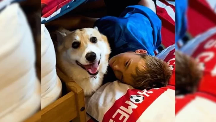 Lonely Family Finds Joy Again Thanks to an Energetic Corgi Who Brings Love and Laughter Every Day