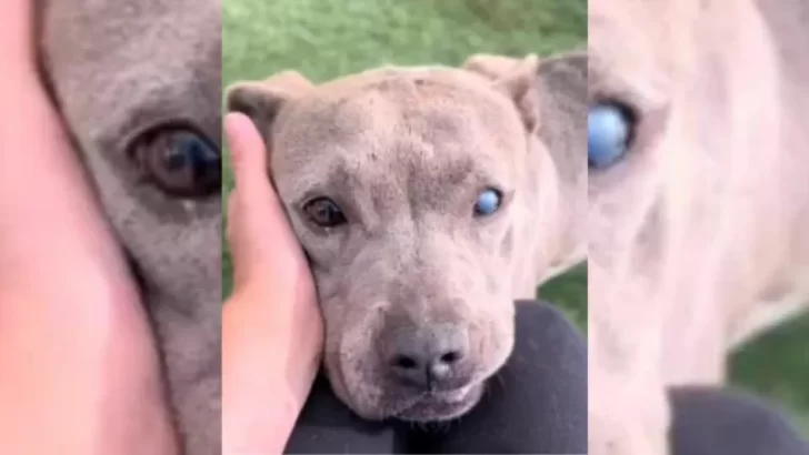 Sky the Sweet Pup Awaits Her Forever Family After Being Left Behind