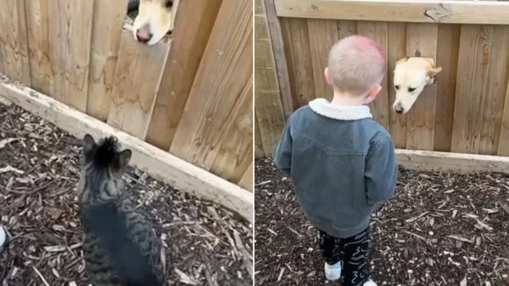 New Family Moves In and Discovers a Friendly Furry Neighbor Through a Hidden Fence Hole