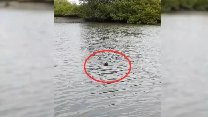 Fisherman Meets a Determined Puppy and Takes Her Home