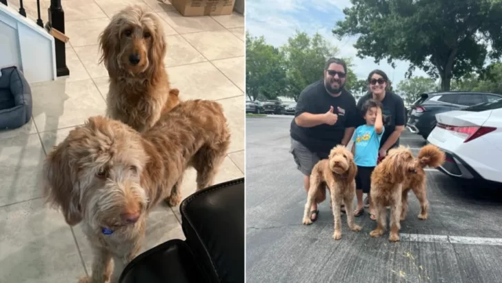 Caring Shelter Staff Help Heartbroken Dogs Feel Loved and Comfortable