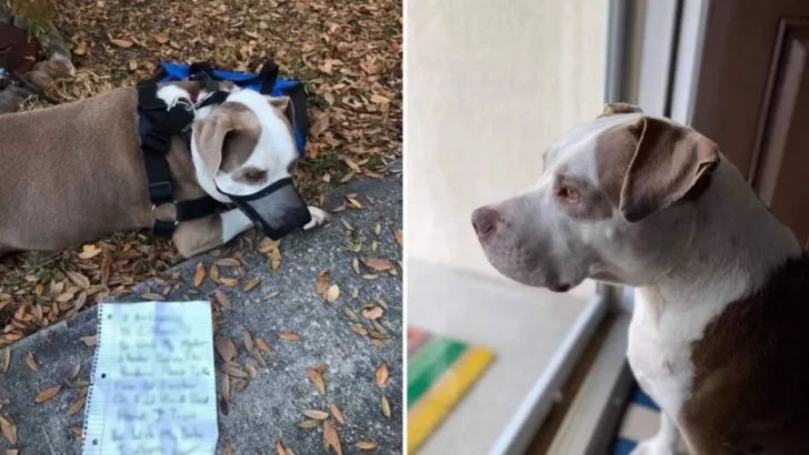 Rescue Group Steps In to Save Dog Abandoned During Hard Times