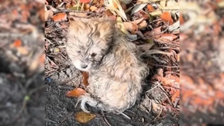 Stray Puppy Crawled Along The Road, Hoping For Someone To Rescue Him