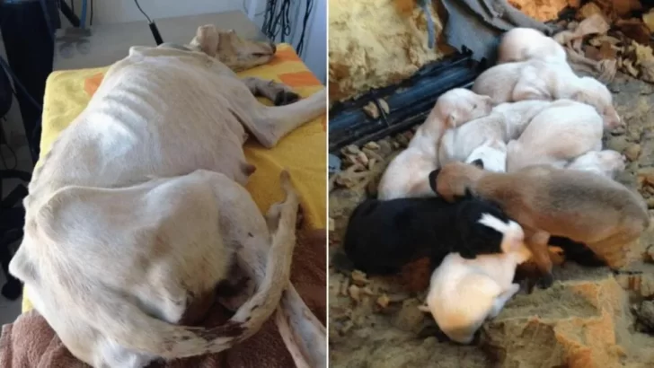 Ten Lucky Puppies Find Forever Homes After Their Heroic Mama’s Rescue