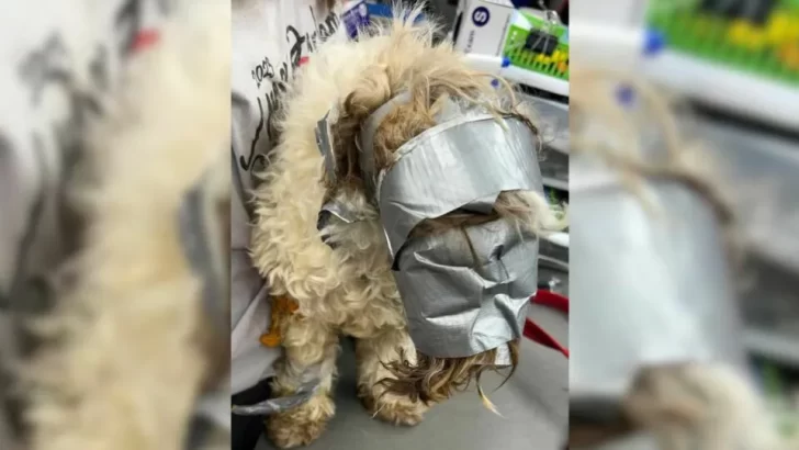 Dog Found Tied Up In Dumpster, Wrapped In Duct Tape, But Still Full Of Love