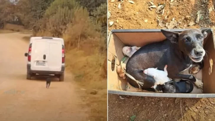 Heartbroken Mama Dog Chases After Her Owner's Car After Being Dumped With Her Puppies