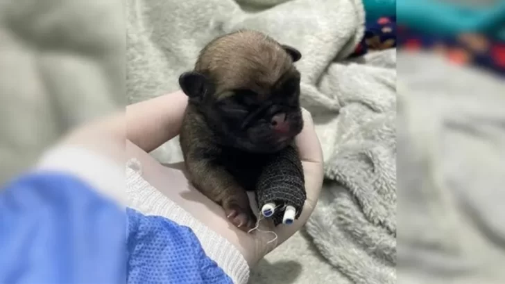 Sushi the Puppy Overcomes Tough Days After Being Found