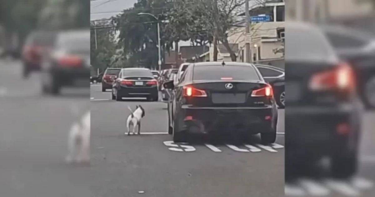 Heartbroken Pup Chases After Car, Refusing to Believe His Owner Left ...