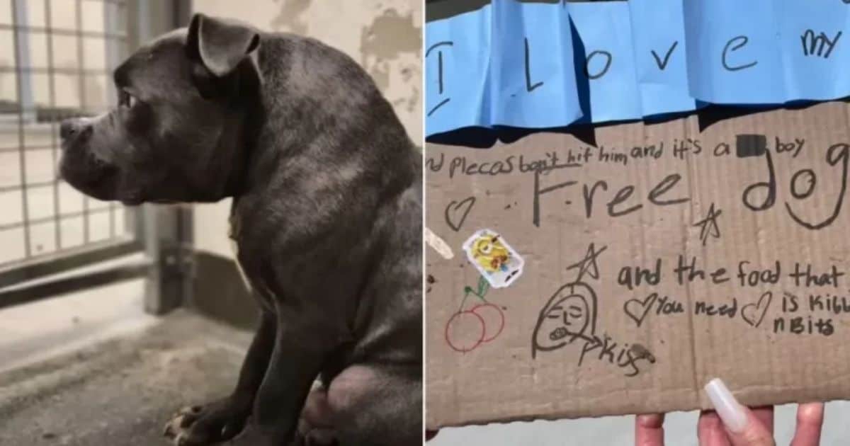 Abandoned Dog With Rare Condition Found Outside Shelter Alongside ...