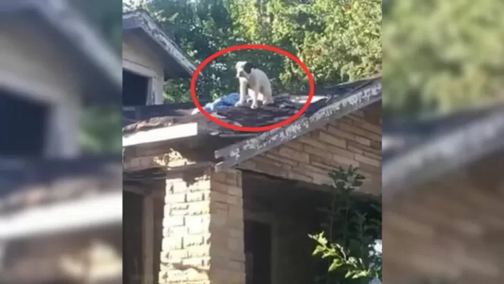 Lonely Pregnant Dog Left on Rooftop Finds a New Life with a Loving Rescuer