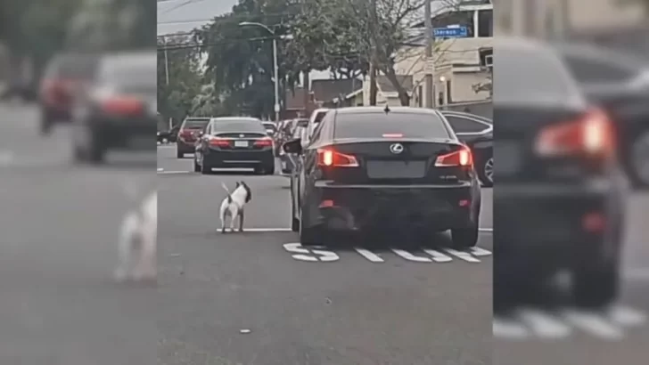 Heartbroken Pup Chases After Car, Refusing to Believe His Owner Left Him Behind