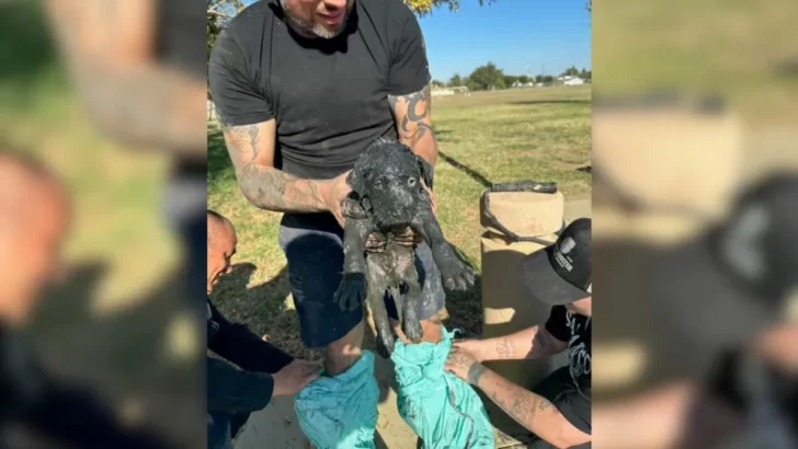 Tiny Pup Covered In Muck Found Trapped In Sewage Drain, Rescued By Heroic Officers