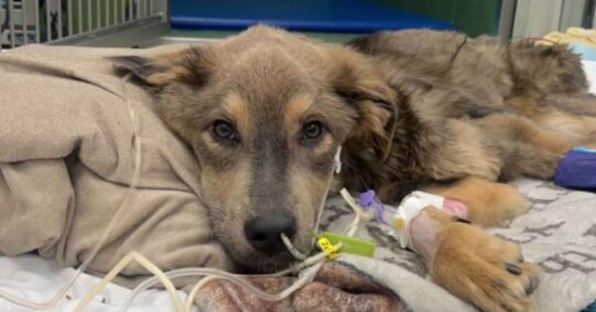 Foster Mom Rescues Starving Pup, Discovers He’s Her Soulmate