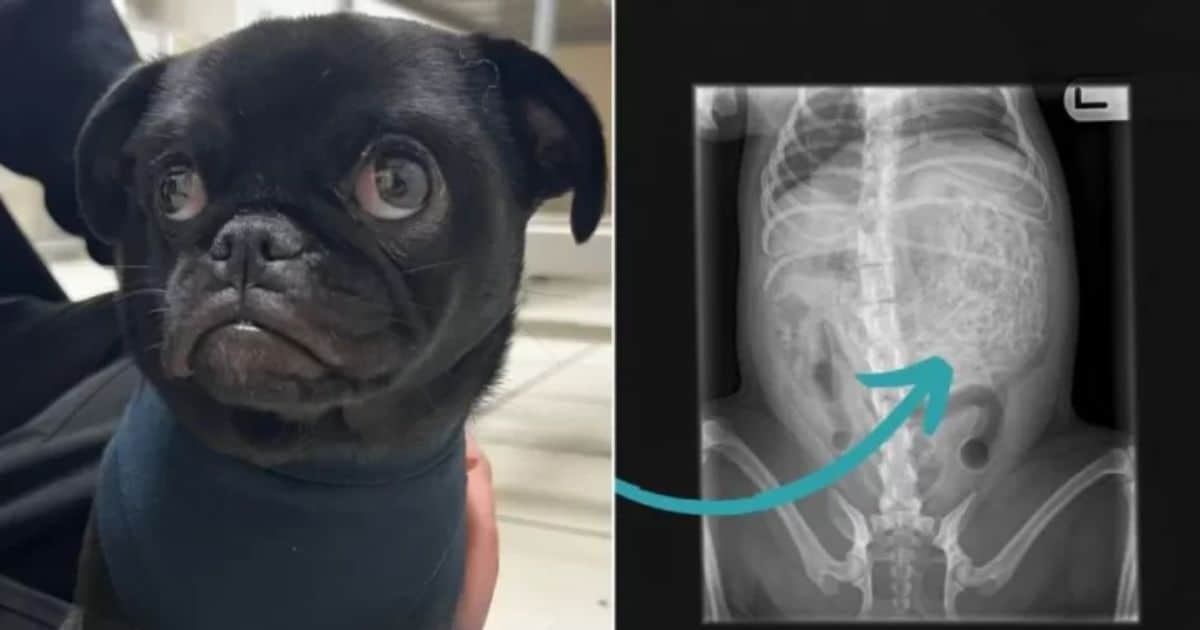 Pug Dog Requires Emergency Surgery After Swallowing 60 Hairbands