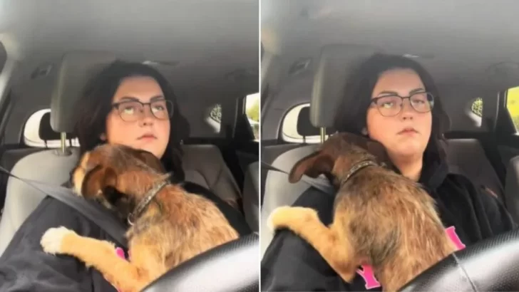 Heartbroken Dog Clings to His New Owner During Car Ride After Being Abandoned