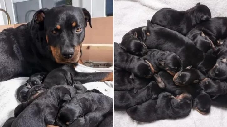 Rottweiler Surprises Owners by Giving Birth to 15 Puppies in One Night