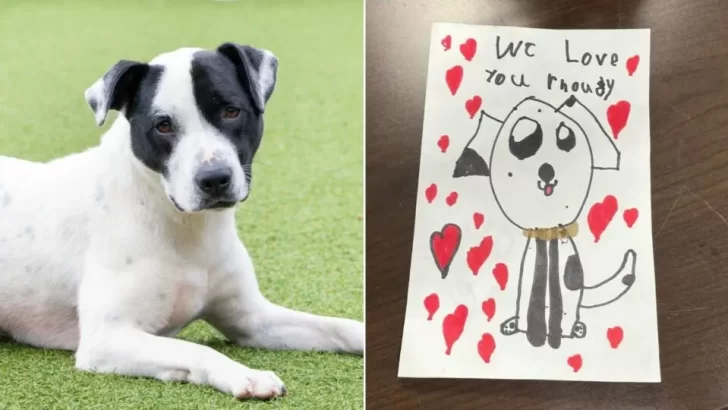 Shelter Team Shares Emotional Reply to Dog’s Family After Surrender