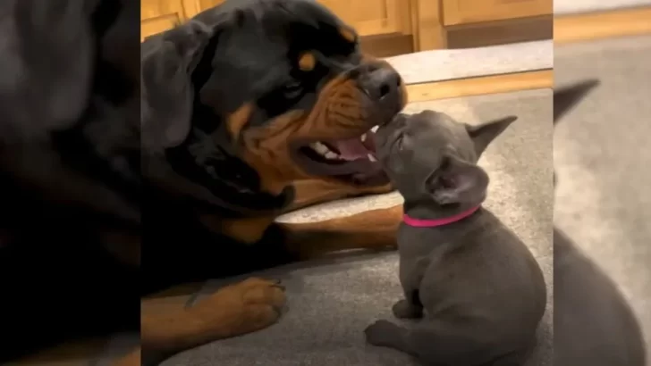 Big Rottweiler Scared Of Tiny Puppy At First, But Now They’re Best Friends