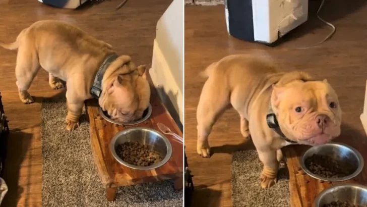 Watch This Happy Dog Trade Dinner Time for Some Puppy Love!