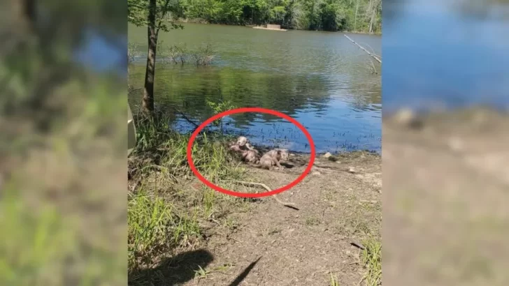 Kind Woman Finds Abandoned Puppies and Brings Them to Safety