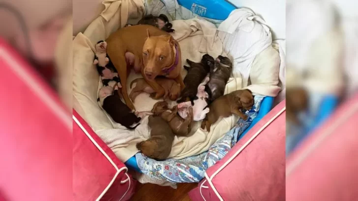 Sweet Mama Dog Finds Love and Confidence with the Help of Foster Puppies