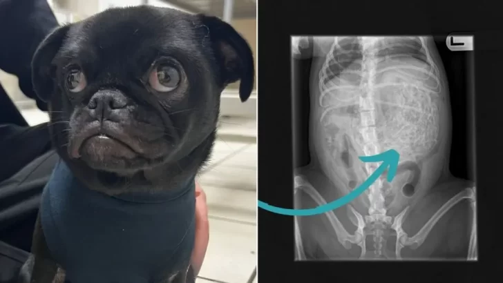 Dog's Stomach Filled With 60 Hairbands Shocks Vet After Routine Check