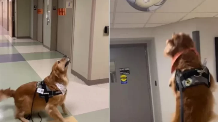 Golden Retriever’s Adorable Reaction To His Own Reflection Has Everyone Laughing