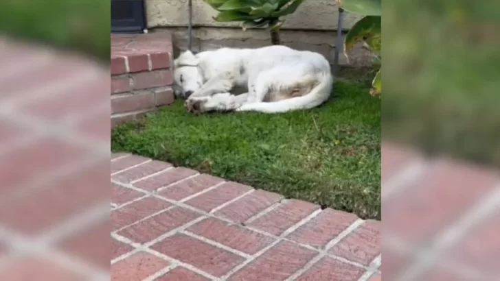 Stray Dog Named Coconut Overcomes Hardship and Finds Her Forever Family