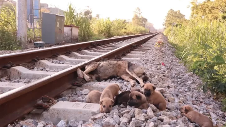 Rescue Team Saves Orphaned Puppies After Their Owner Abandons Them