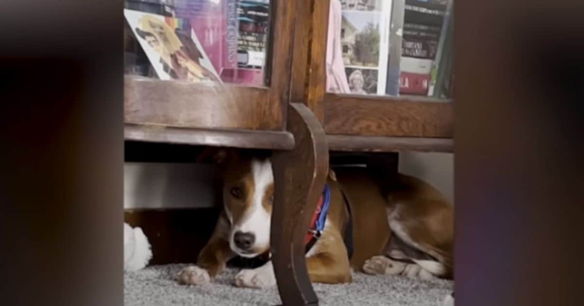 Terrified Rescue Puppy Learns to Trust Her New Mom And Dad After A Surprising Event