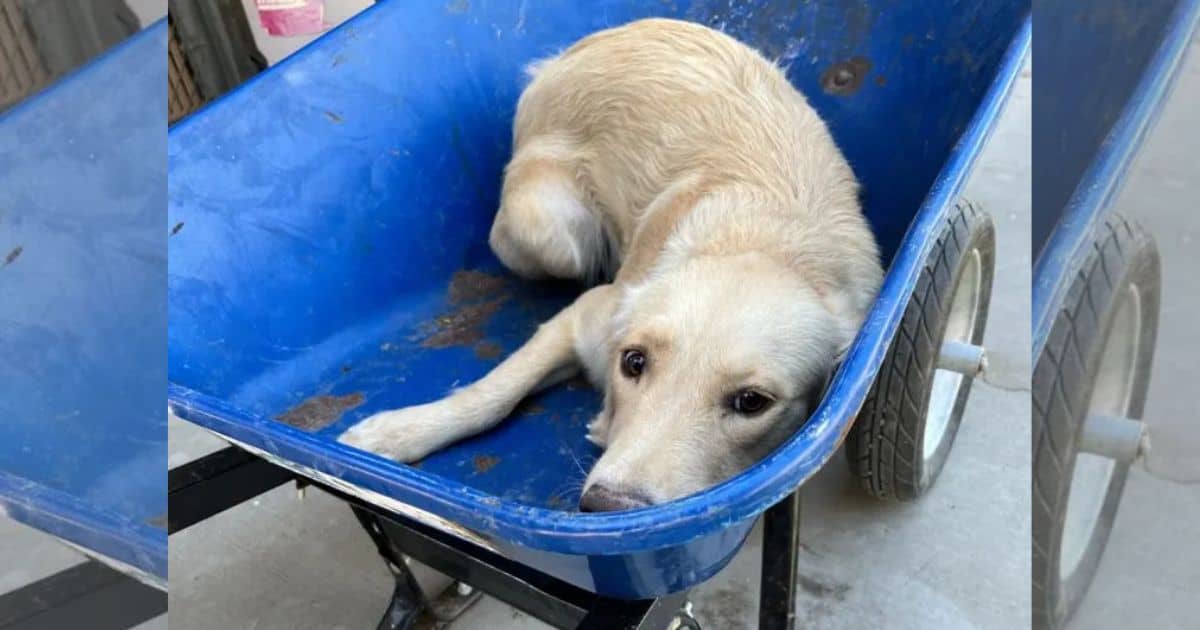 Abandoned Pup Rescued on the Way to Euthanasia in Wheelbarrow